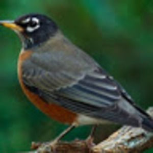 Meet your Posher, Briden